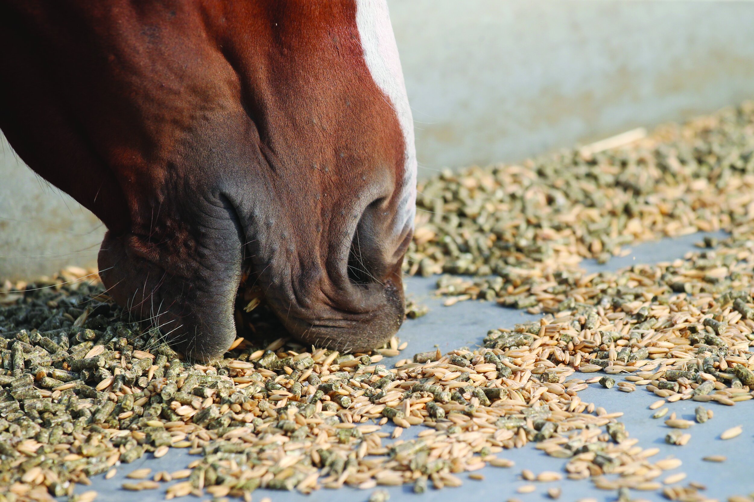 Deals Equestrian Supplies Store -Deals Equestrian Supplies Store 200916D041ITLINGEN