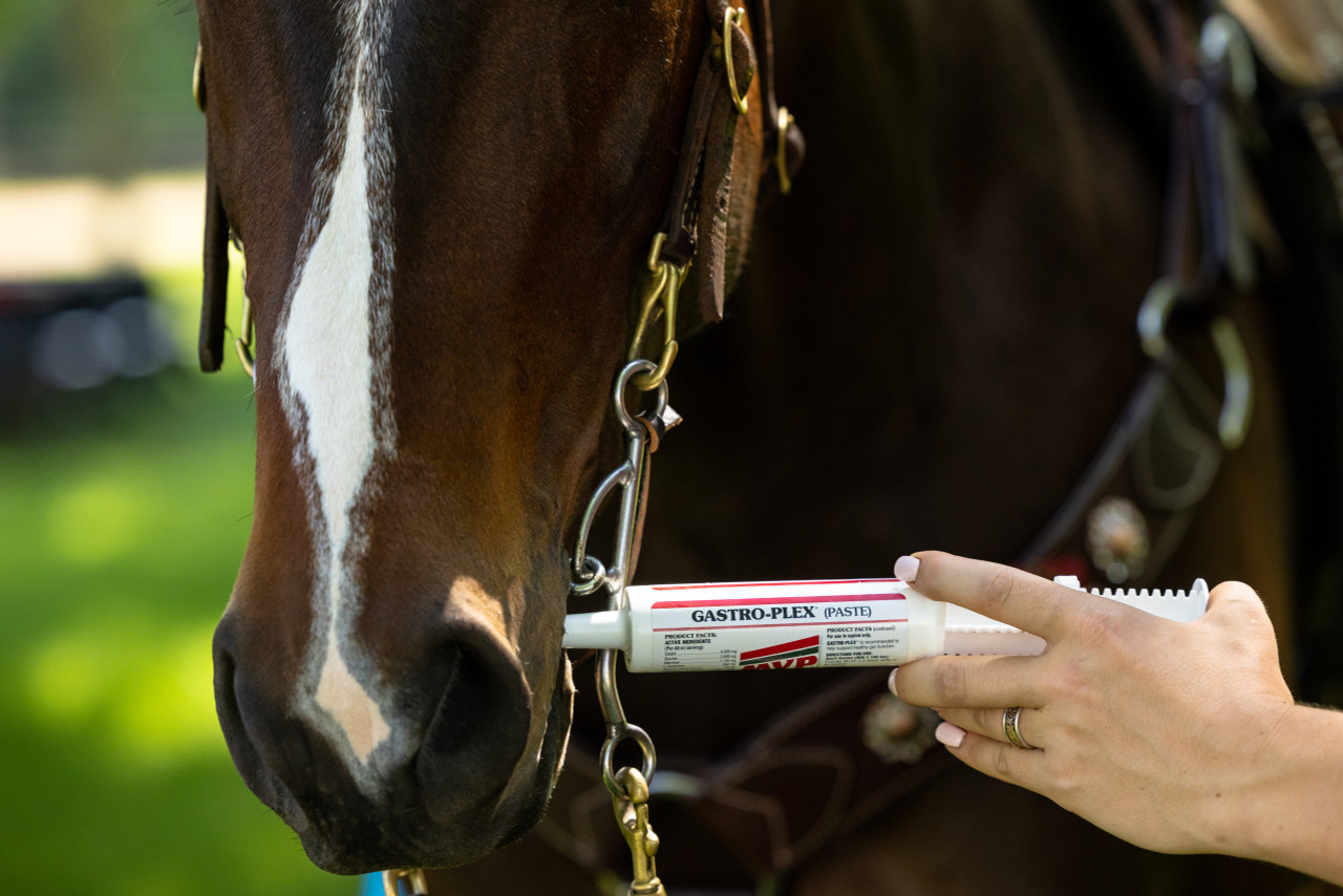 Deals Equestrian Supplies Store -Deals Equestrian Supplies Store 2B0A7123 51566 33176