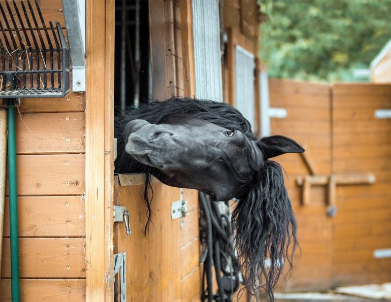 Deals Equestrian Supplies Store -Deals Equestrian Supplies Store shutterstock 555141049 aneta jungerova mainpic